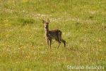 200_0435 - Copia